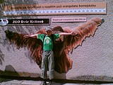 Obrázek v galerii