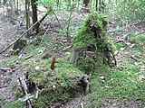 Obrázek v galerii