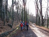 Obrázek v galerii