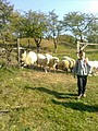 Obrázek v galerii