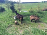 Obrázek v galerii